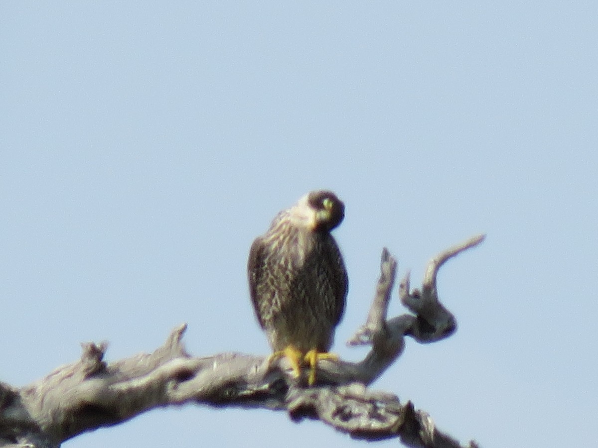 Peregrine Falcon (African) - ML38441311