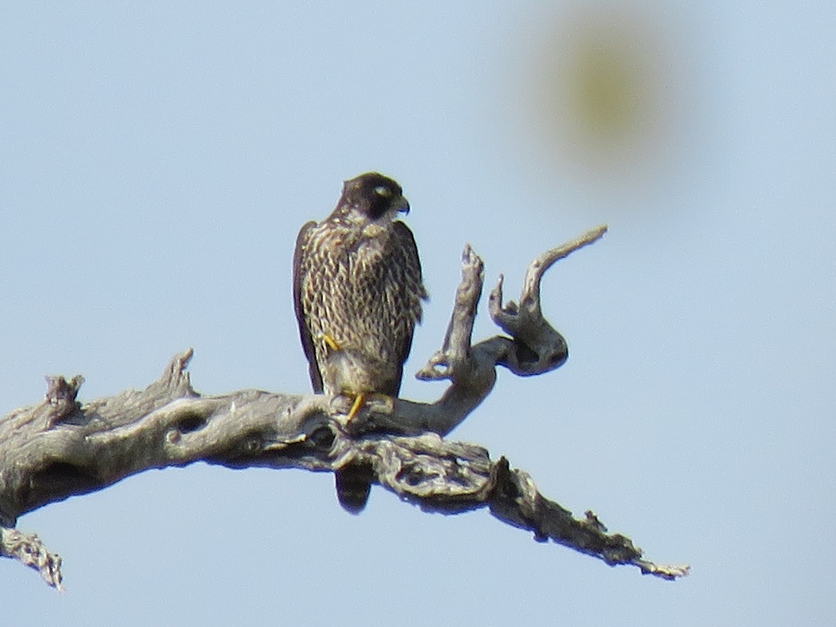 Peregrine Falcon (African) - ML38441321