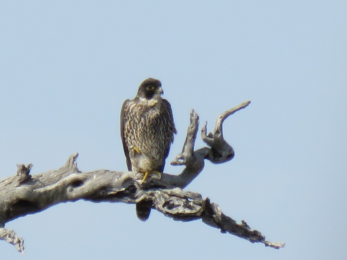Peregrine Falcon (African) - ML38441331