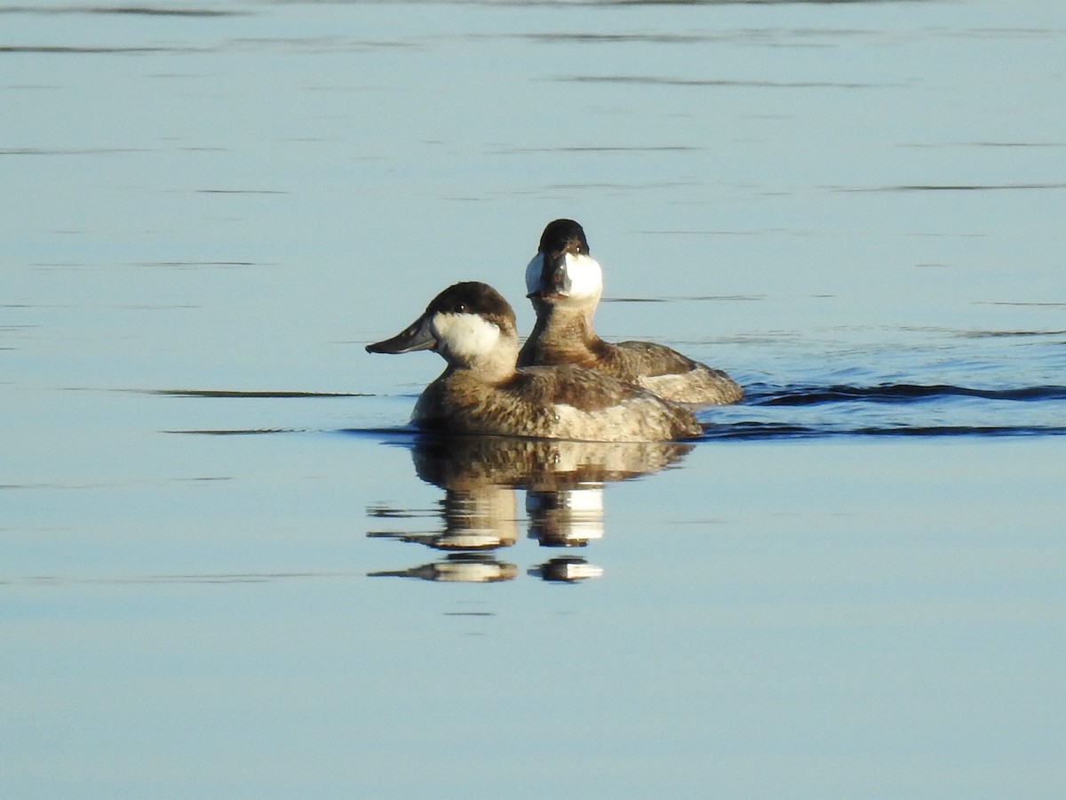 Ruddy Duck - ML384413361