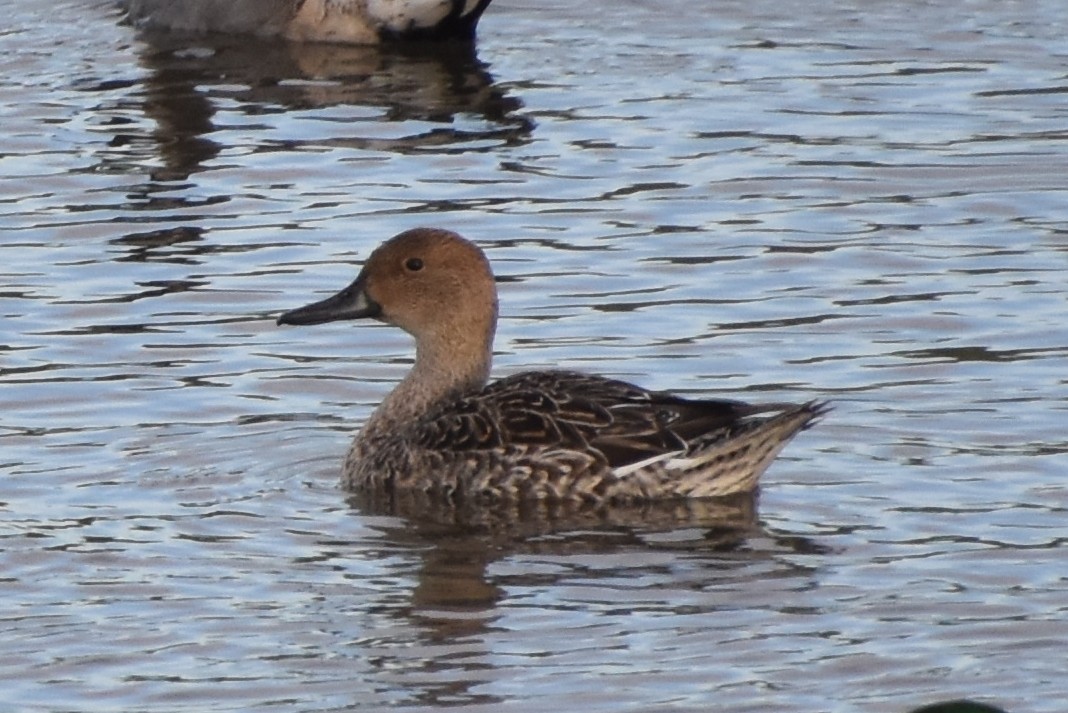 Northern Pintail - Scott Jackson