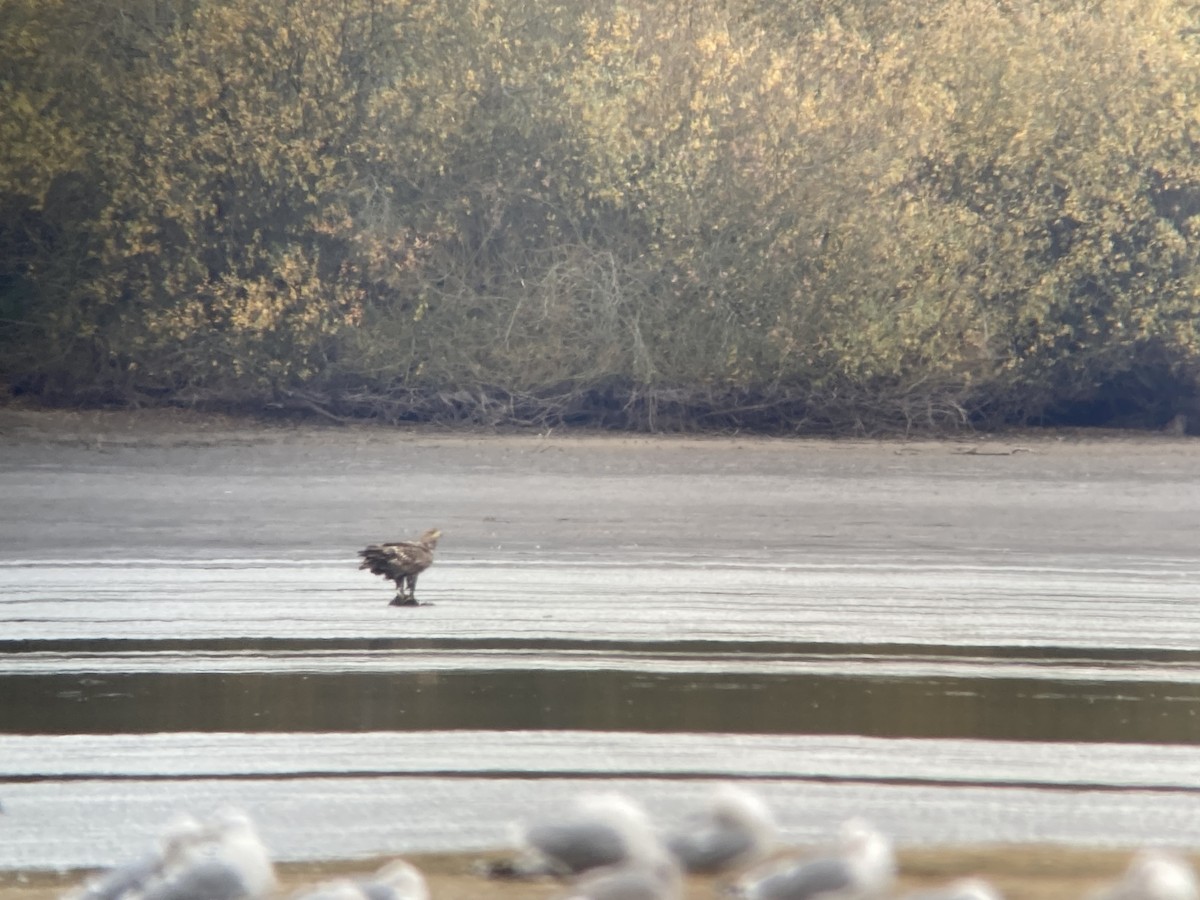 White-tailed Eagle - ML384415451