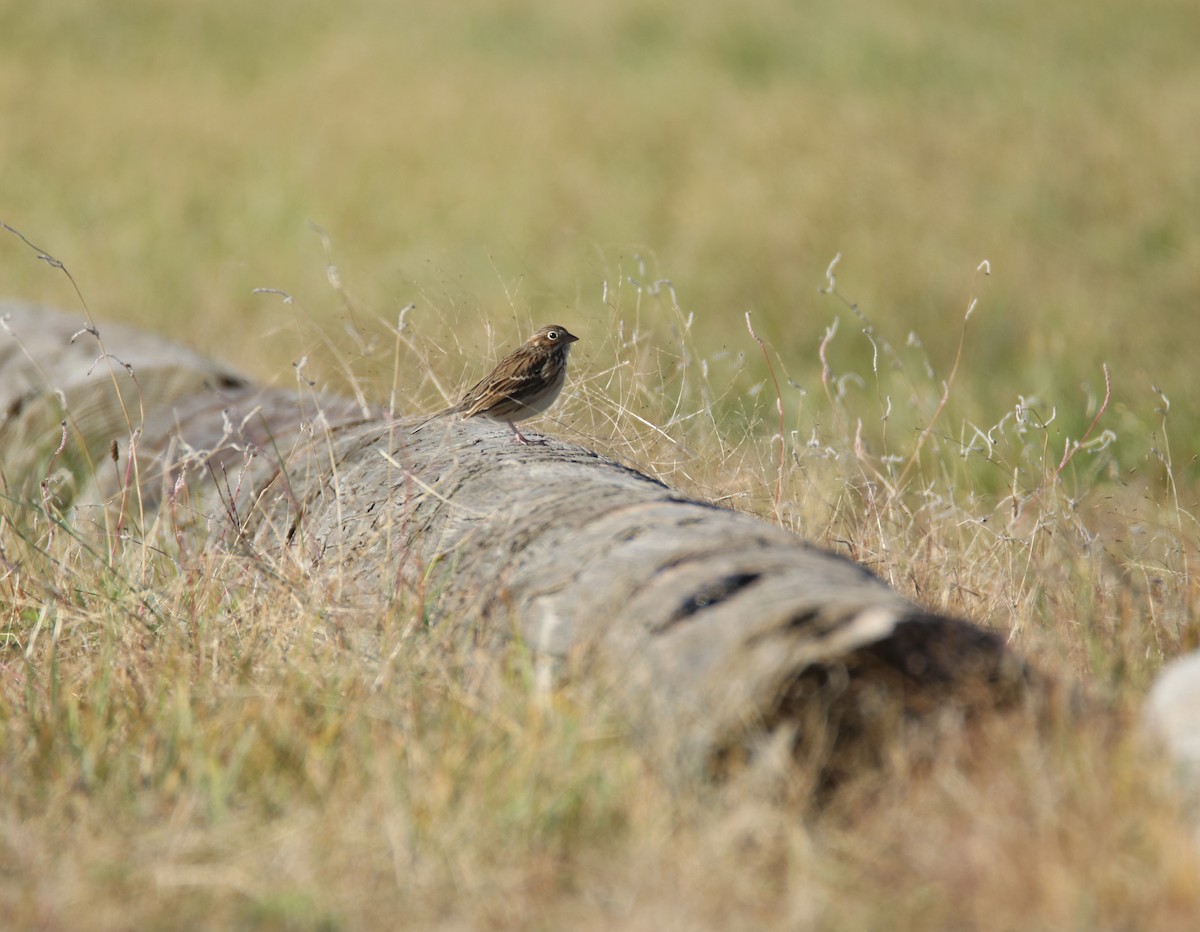 Vesper Sparrow - ML384416451