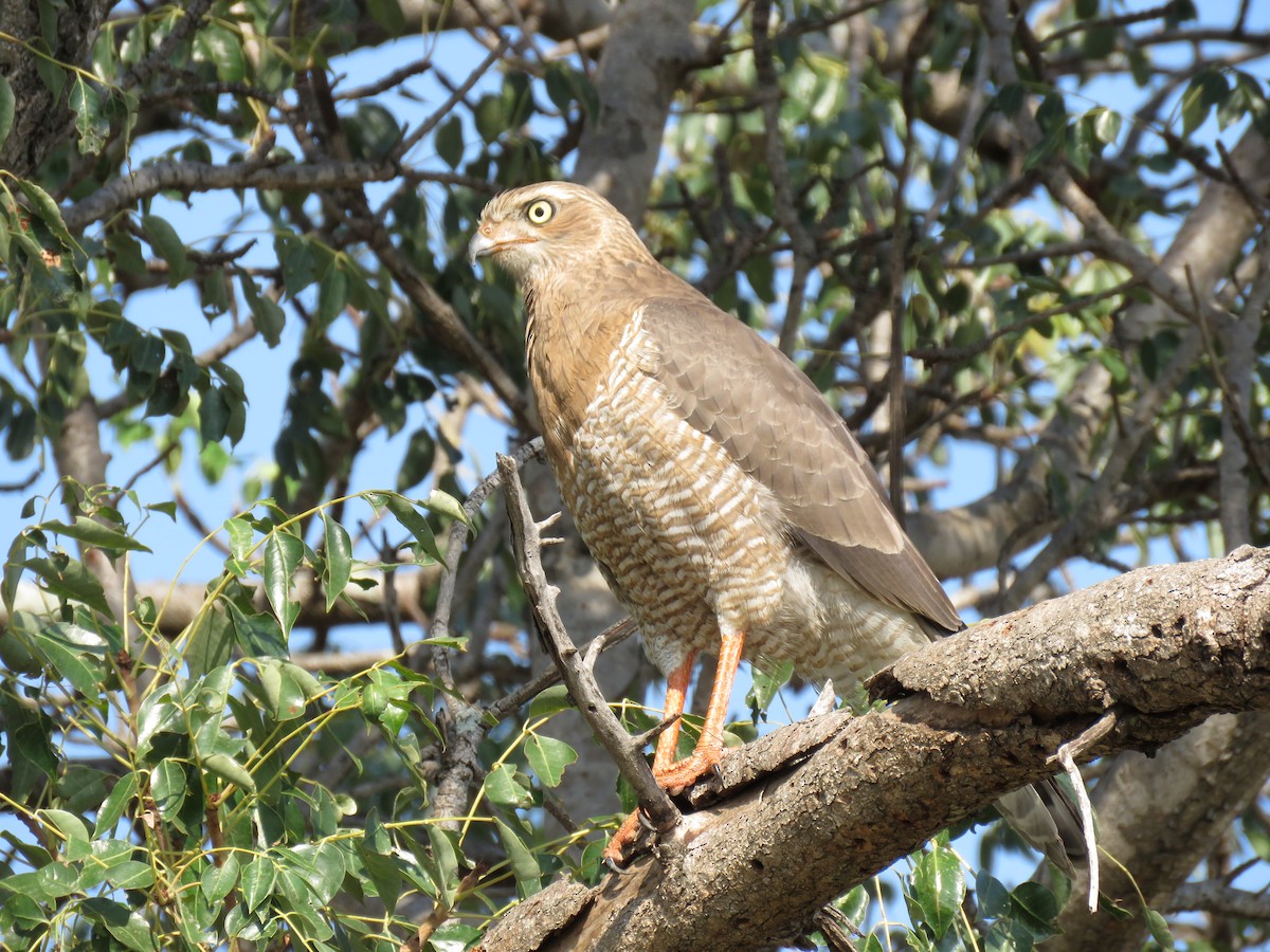 Dark Chanting-Goshawk - ML38441711