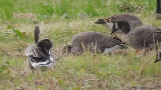 Greater White-fronted Goose - ML384417411