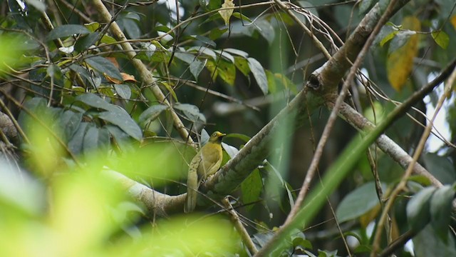 Gray-headed Bulbul - ML384417491