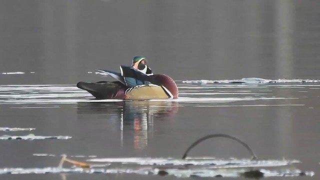 Anatra sposa - ML384417711