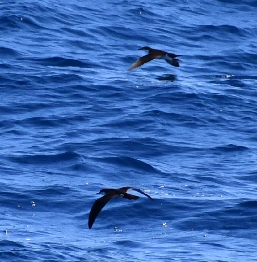 Audubon's Shearwater - ML384417741