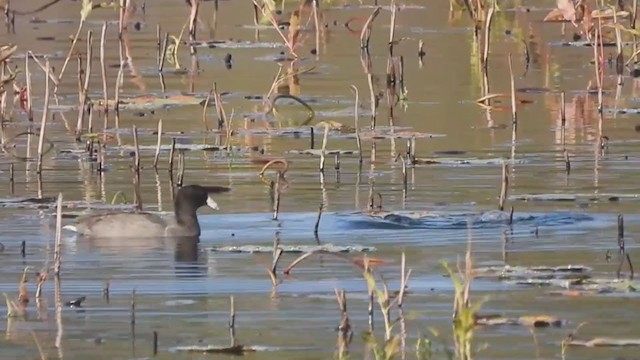 American Coot - ML384418011