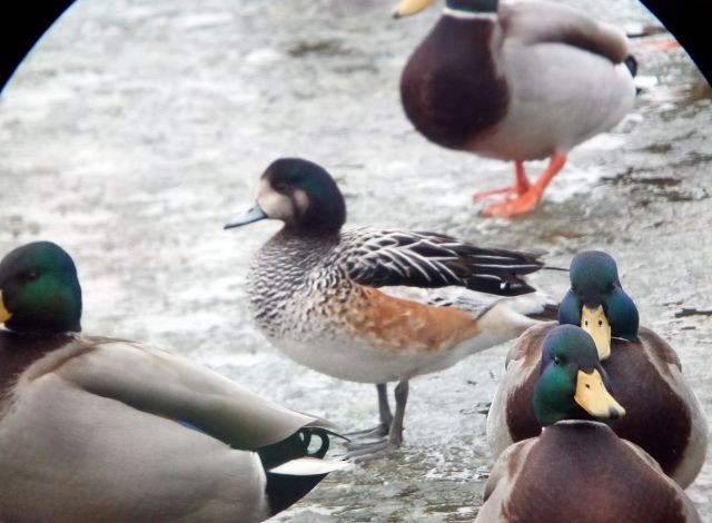 Chiloe Wigeon - ML384418881