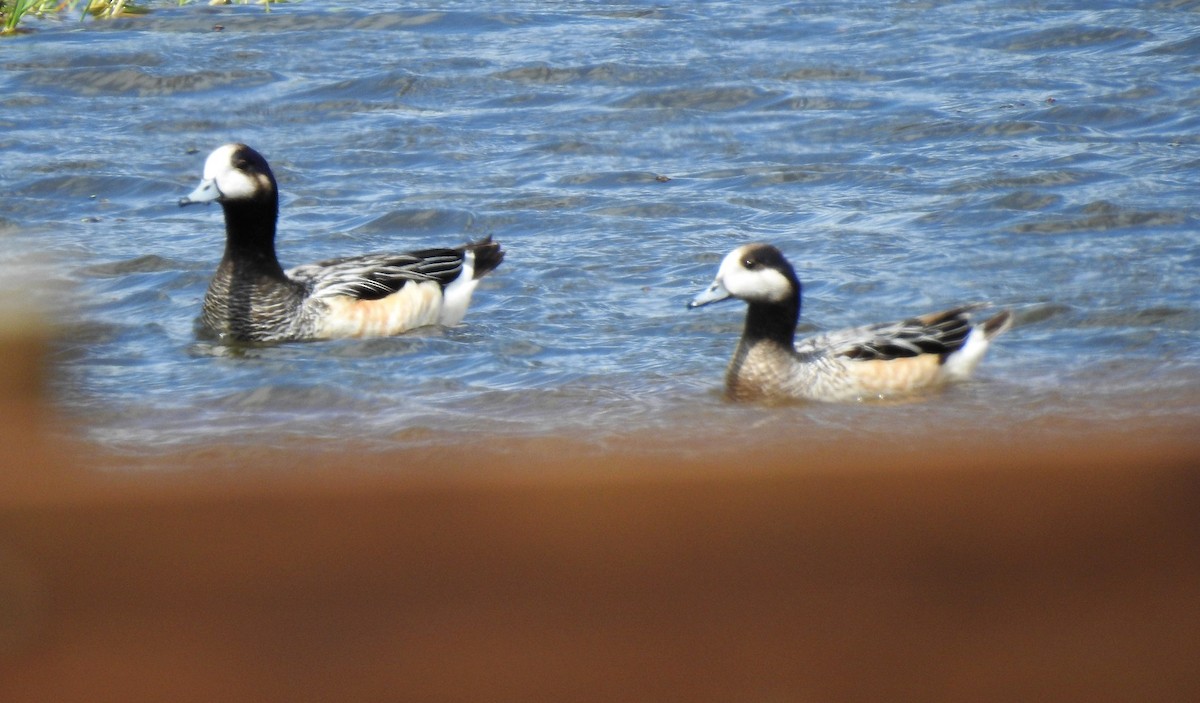 Chiloe Wigeon - ML384421011