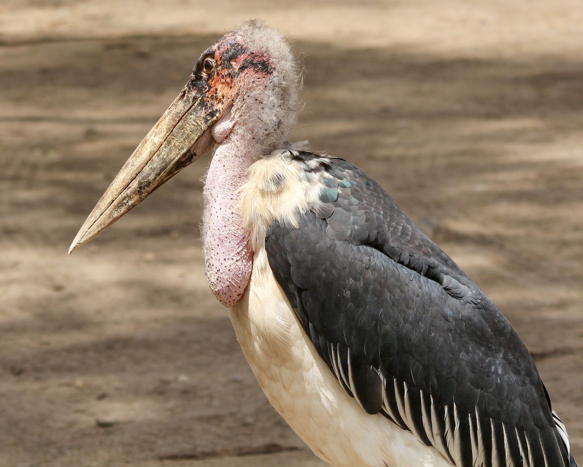 Marabou Stork - Daniel S.