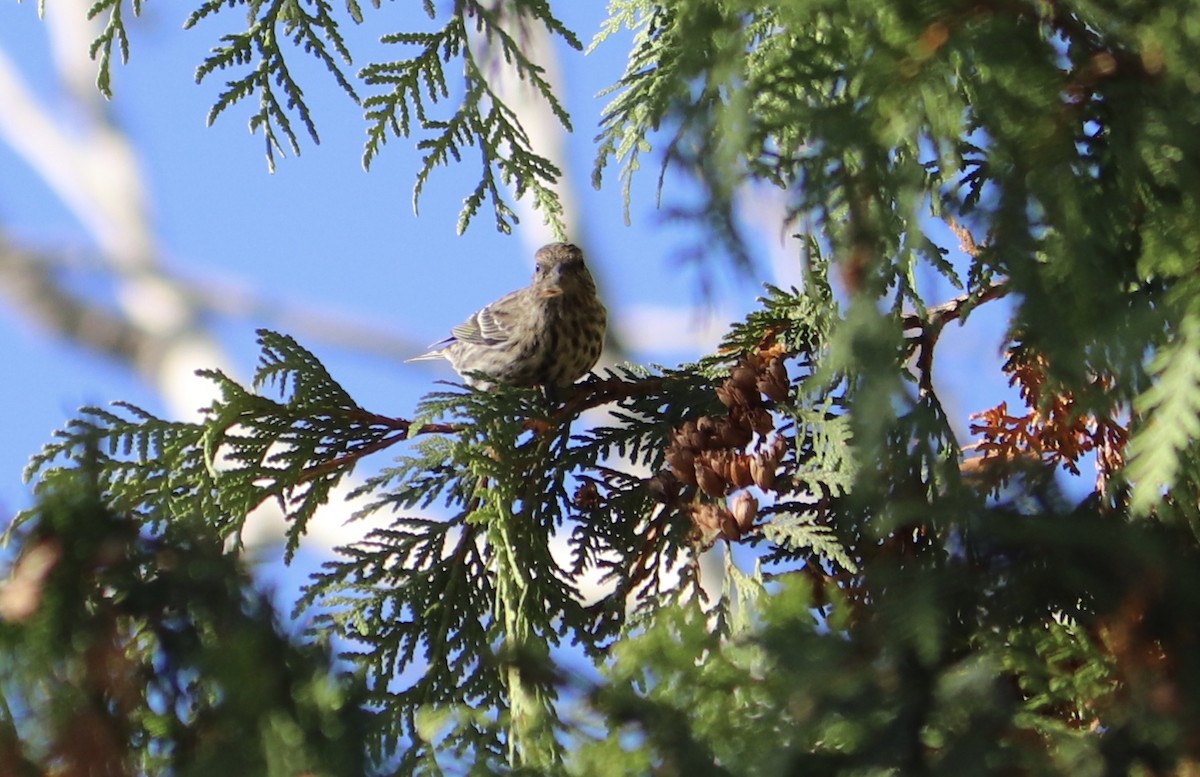 Pine Siskin - ML384422221