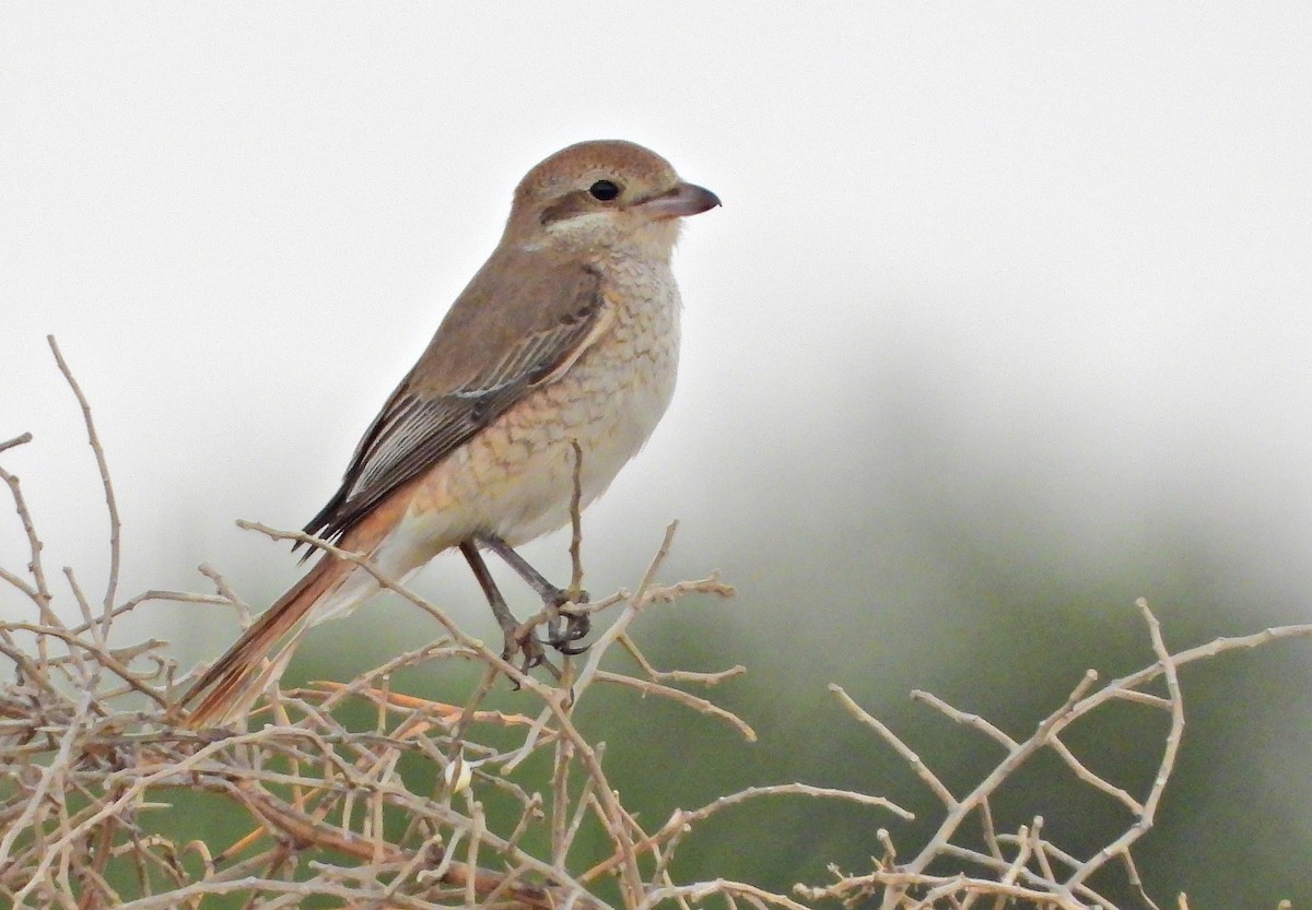 Isabelline Shrike - silverwing 123