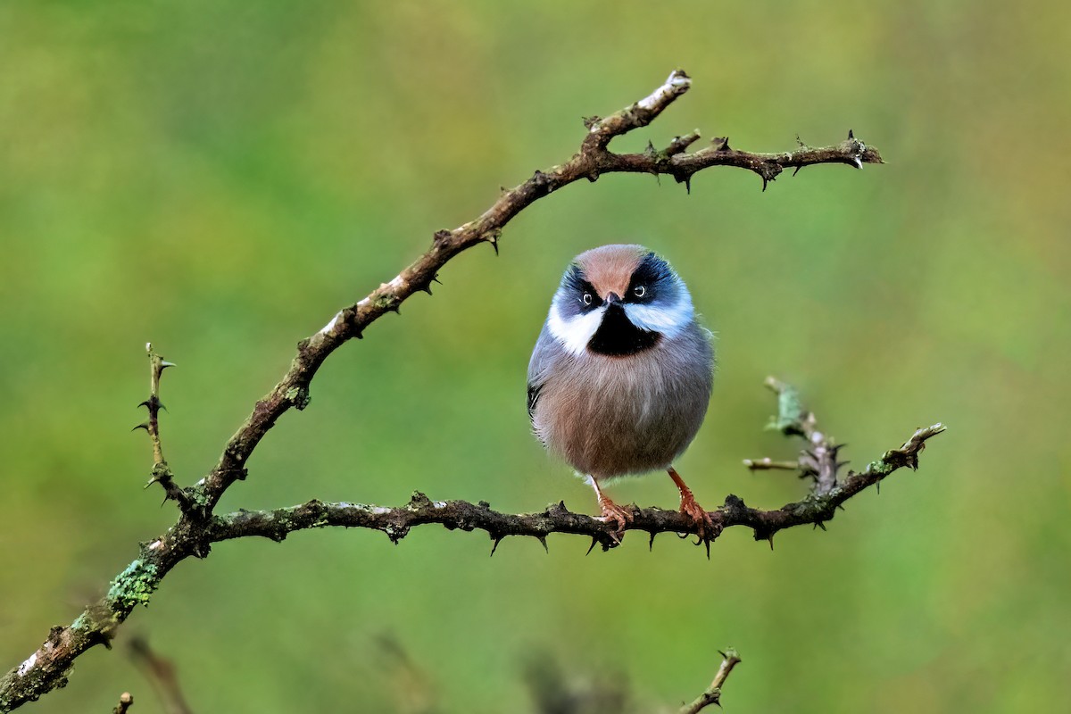 White-cheeked Tit - ML384423361