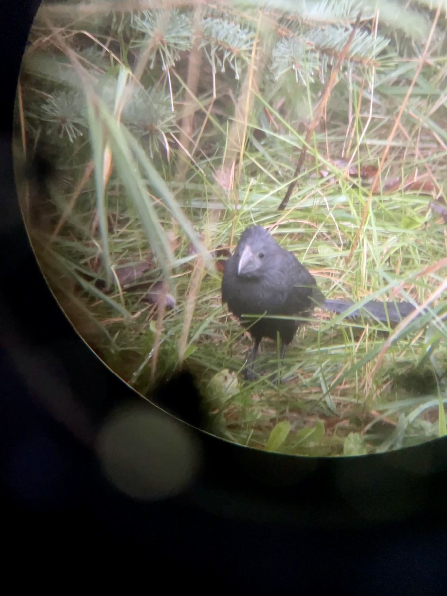 Groove-billed Ani - ML384423951