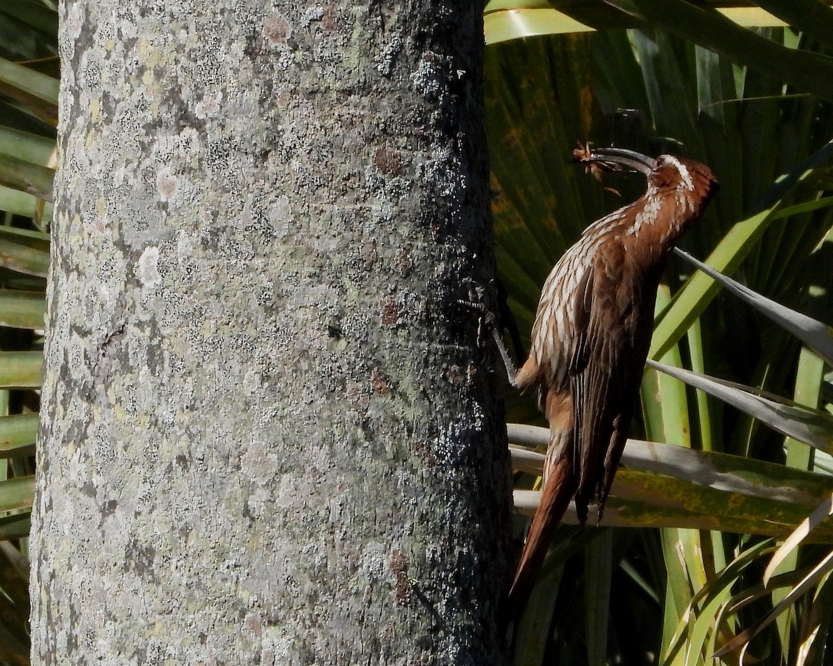 Scimitar-billed Woodcreeper - ML384424171