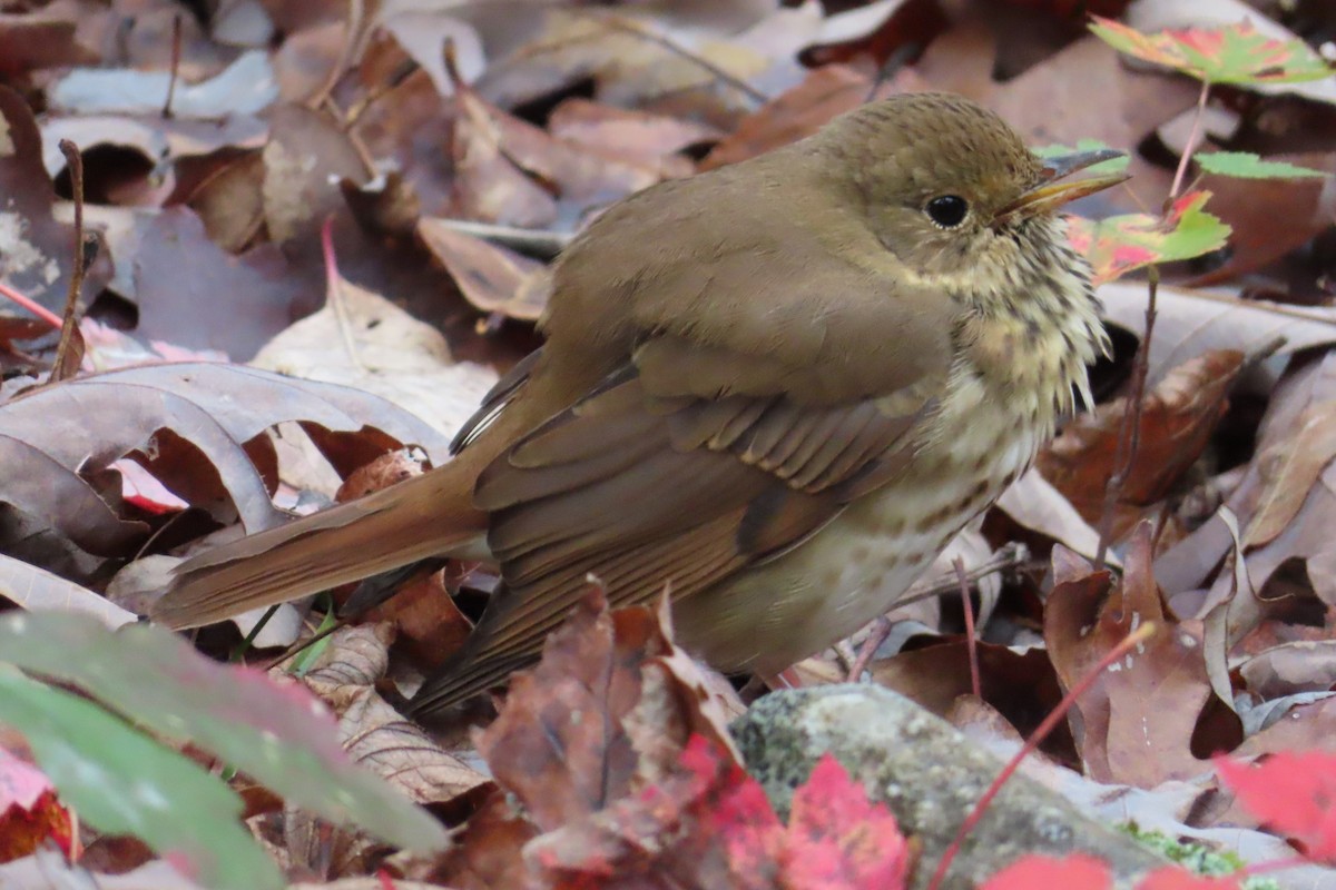 Hermit Thrush - ML384428851