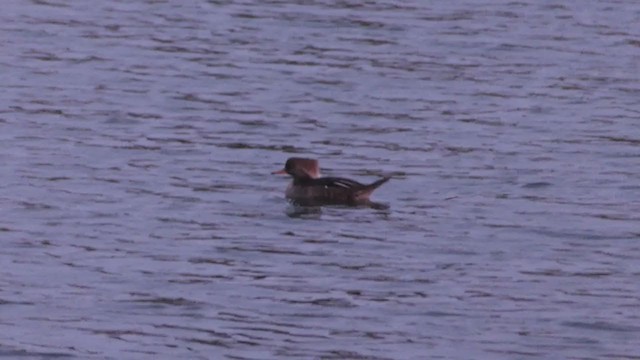 Hooded Merganser - ML384429181