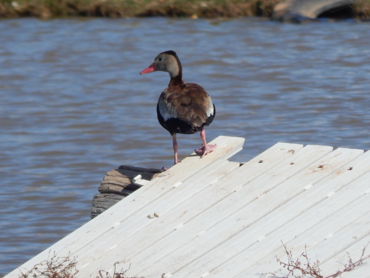 Black-bellied Whistling-Duck - Pamela Fisher