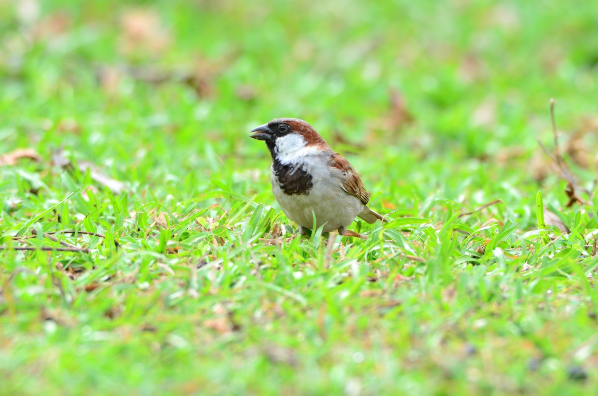House Sparrow - Bhaskar pandeti