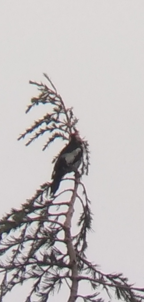 Great Spotted/Syrian Woodpecker - ML384431721