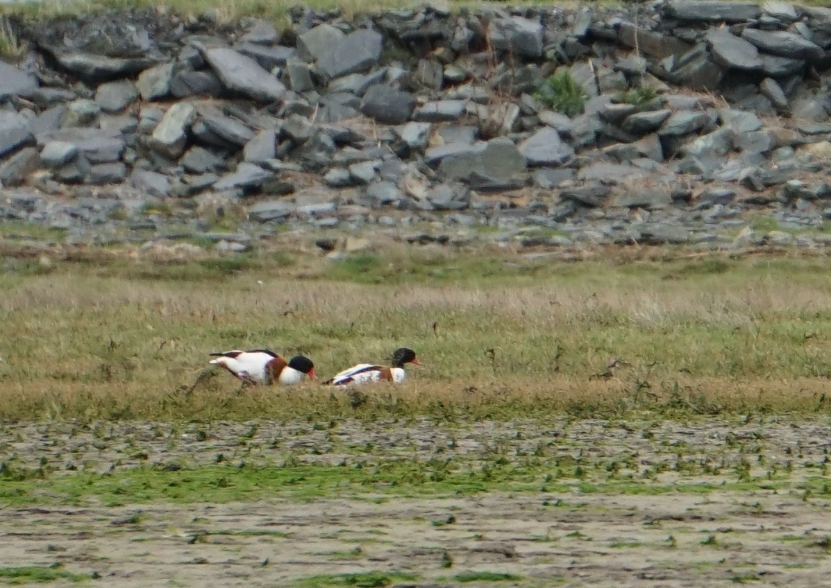 Анхидал ангир - ML384432661