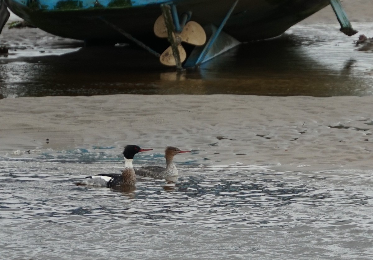 Сэвгэр бохио - ML384432881