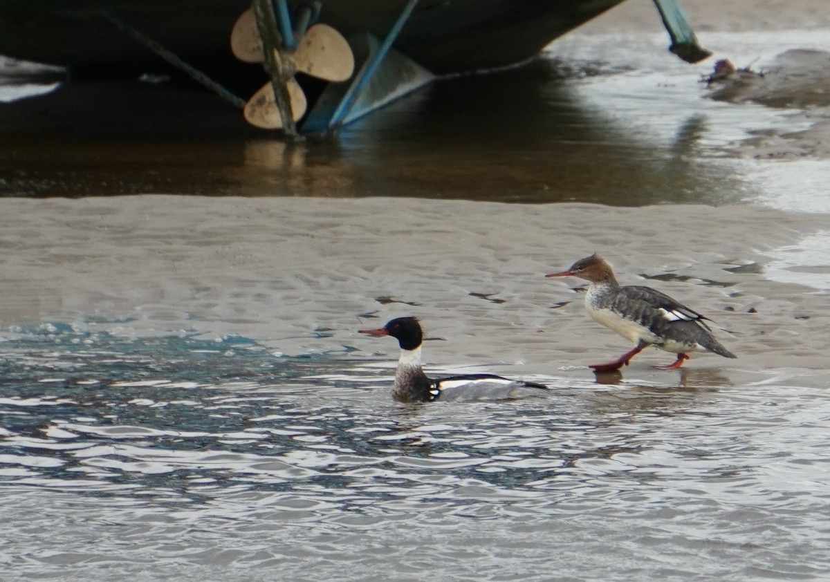 Сэвгэр бохио - ML384432931