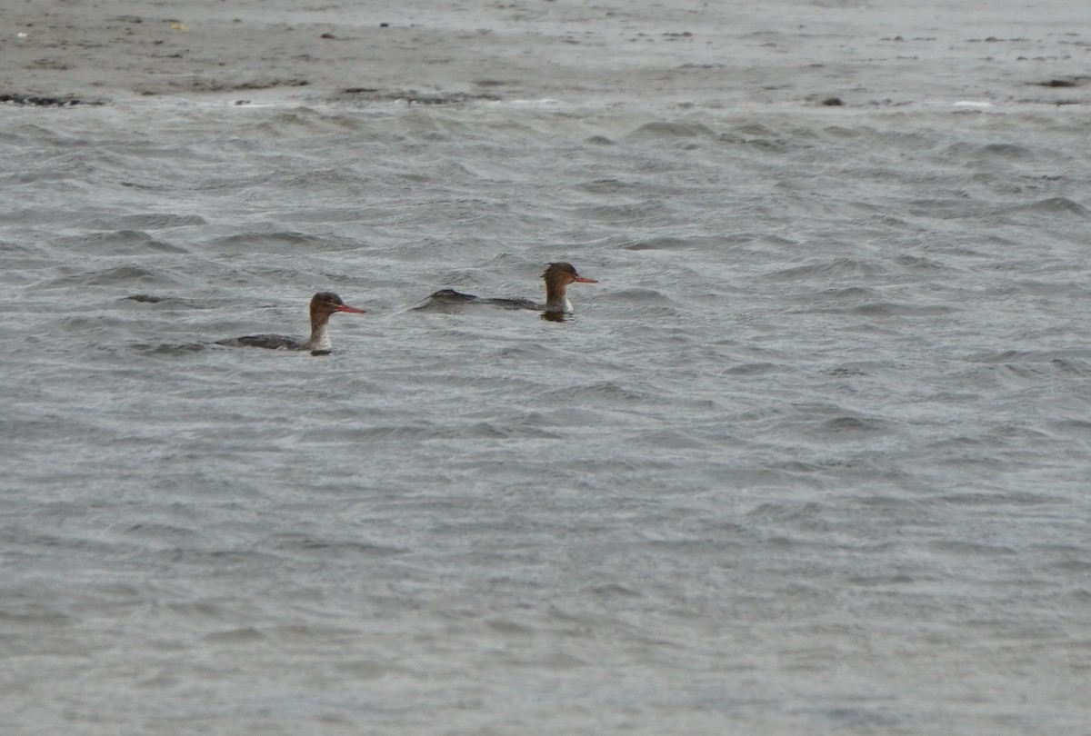 Сэвгэр бохио - ML384432981