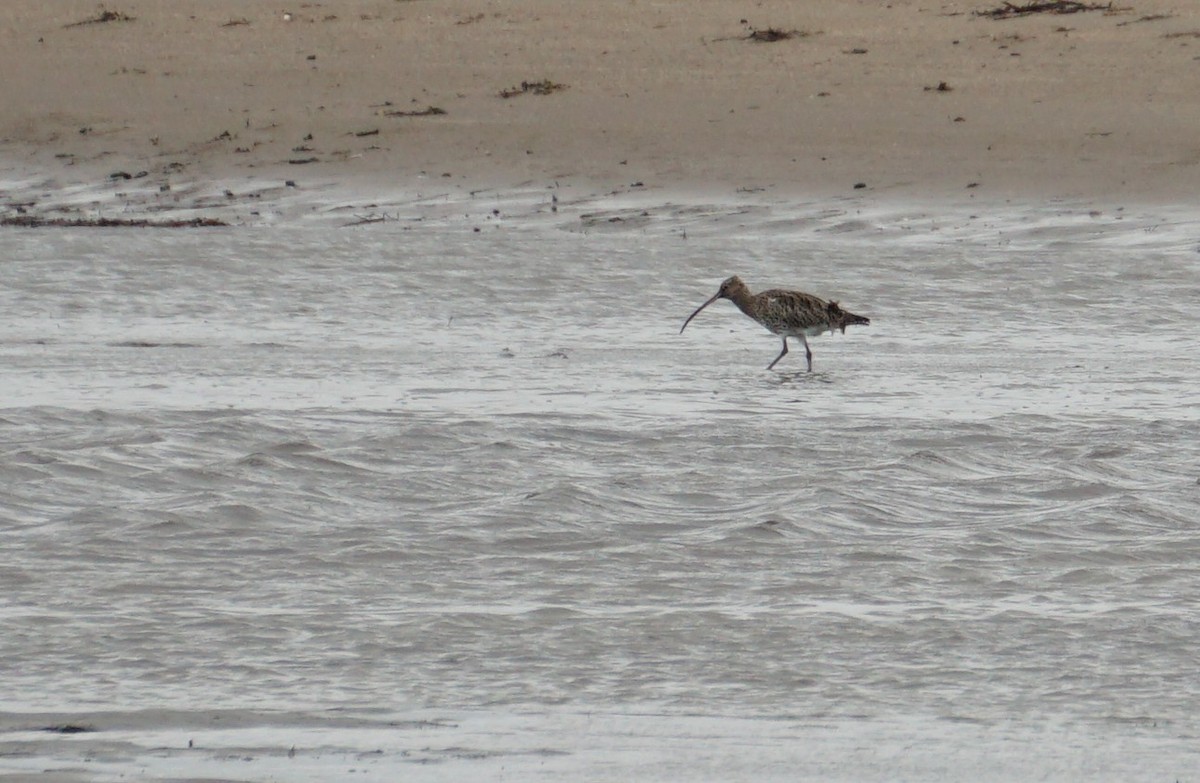 Морин тутгалжин - ML384433071