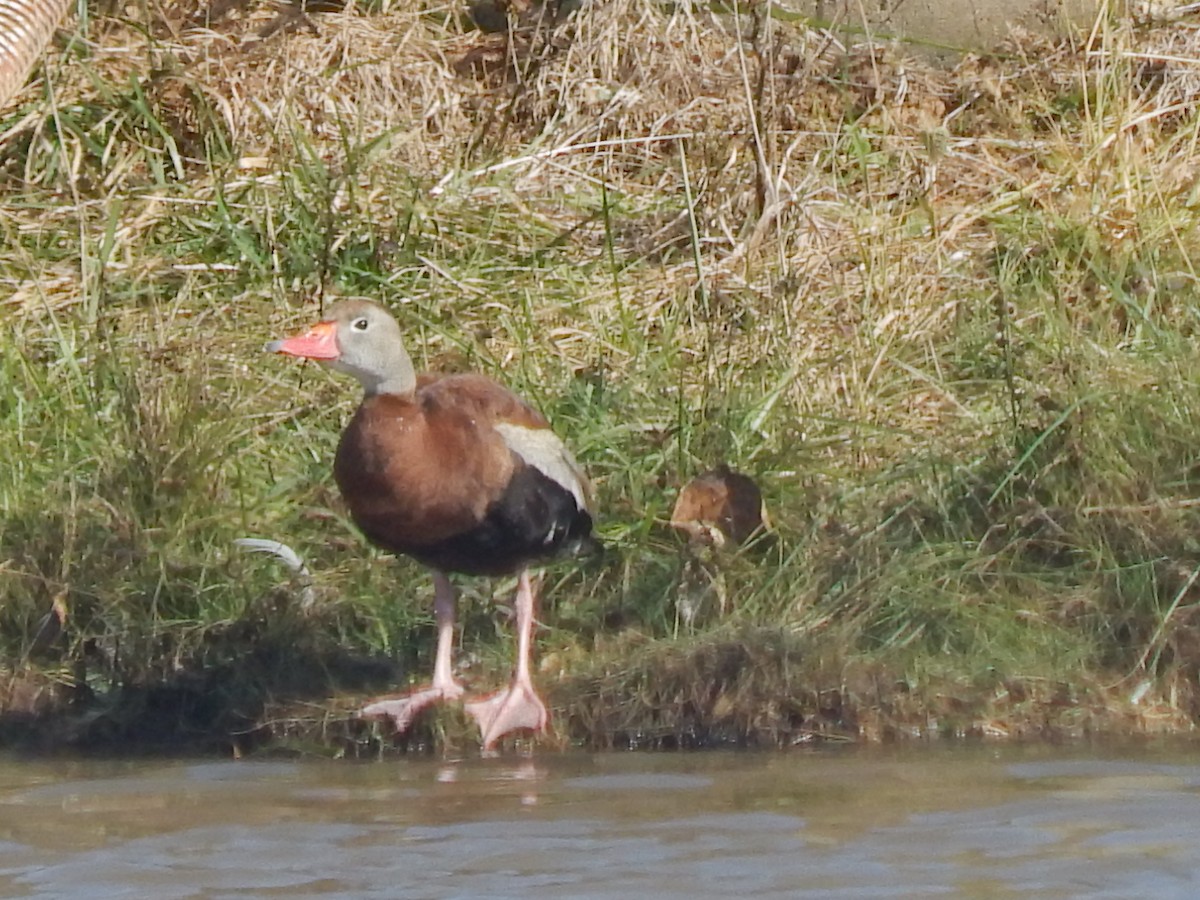 Black-bellied Whistling-Duck - Pamela Fisher