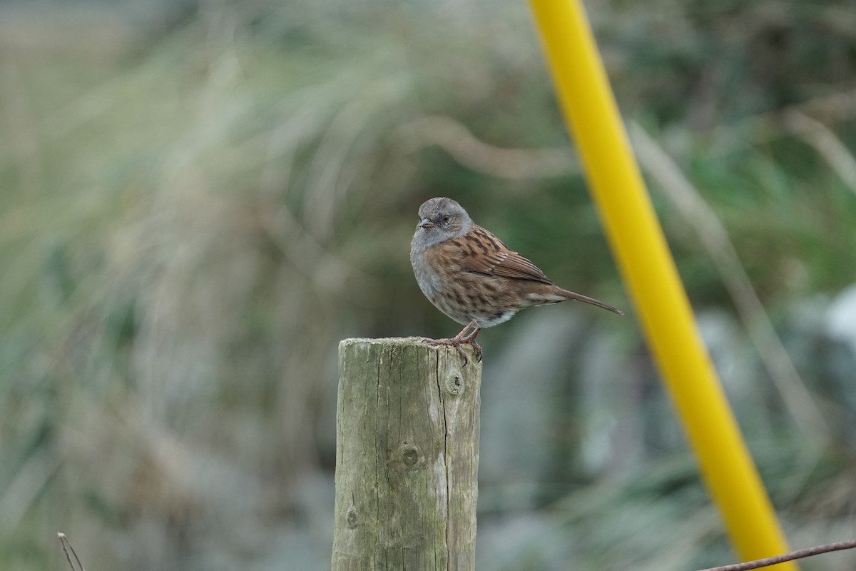 Өрнөдийн хайруулдай - ML384433741