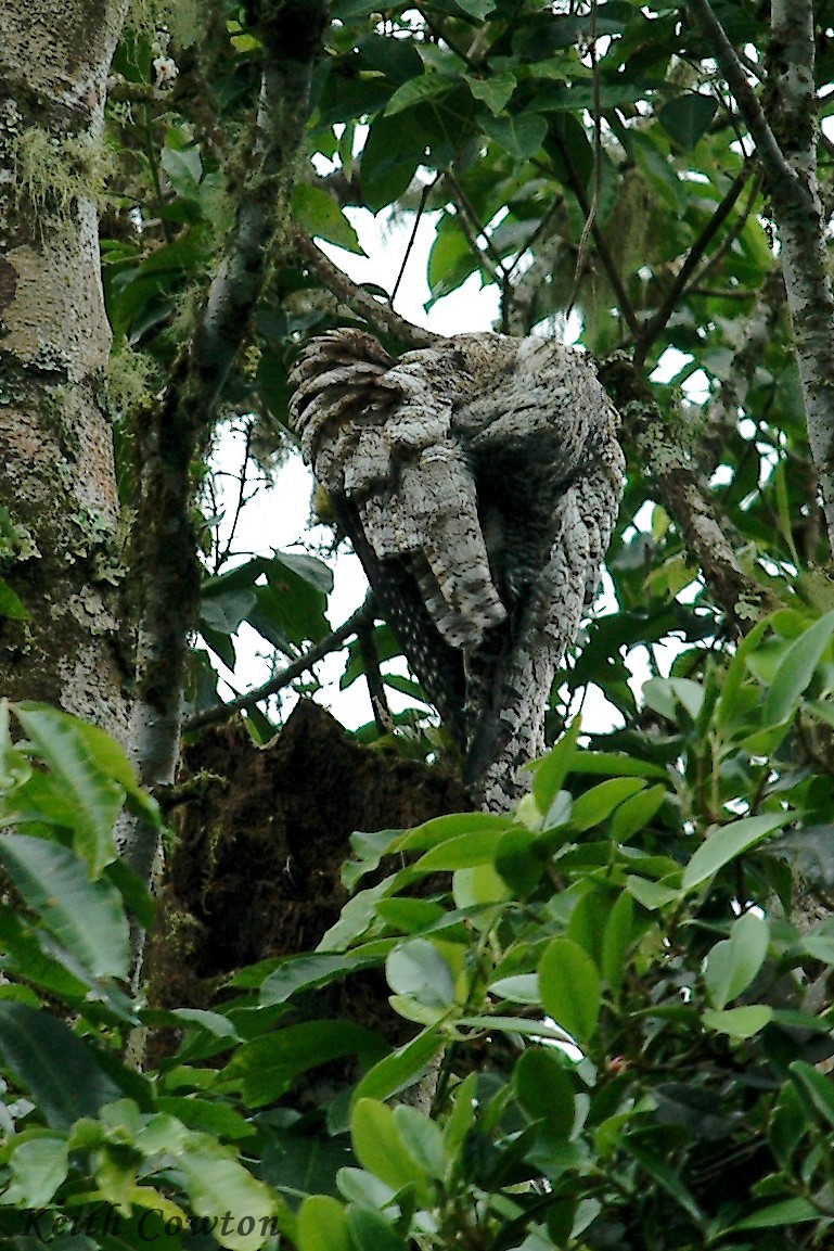 Great Potoo - ML384434381