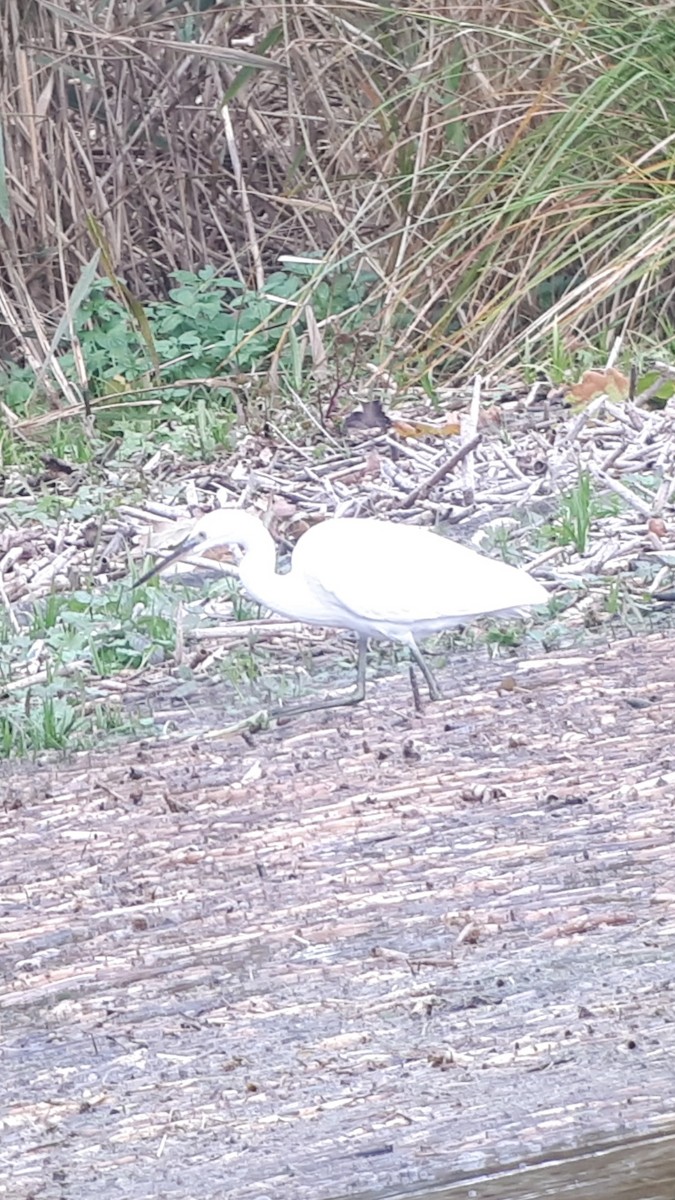 Little Egret - ML384434741