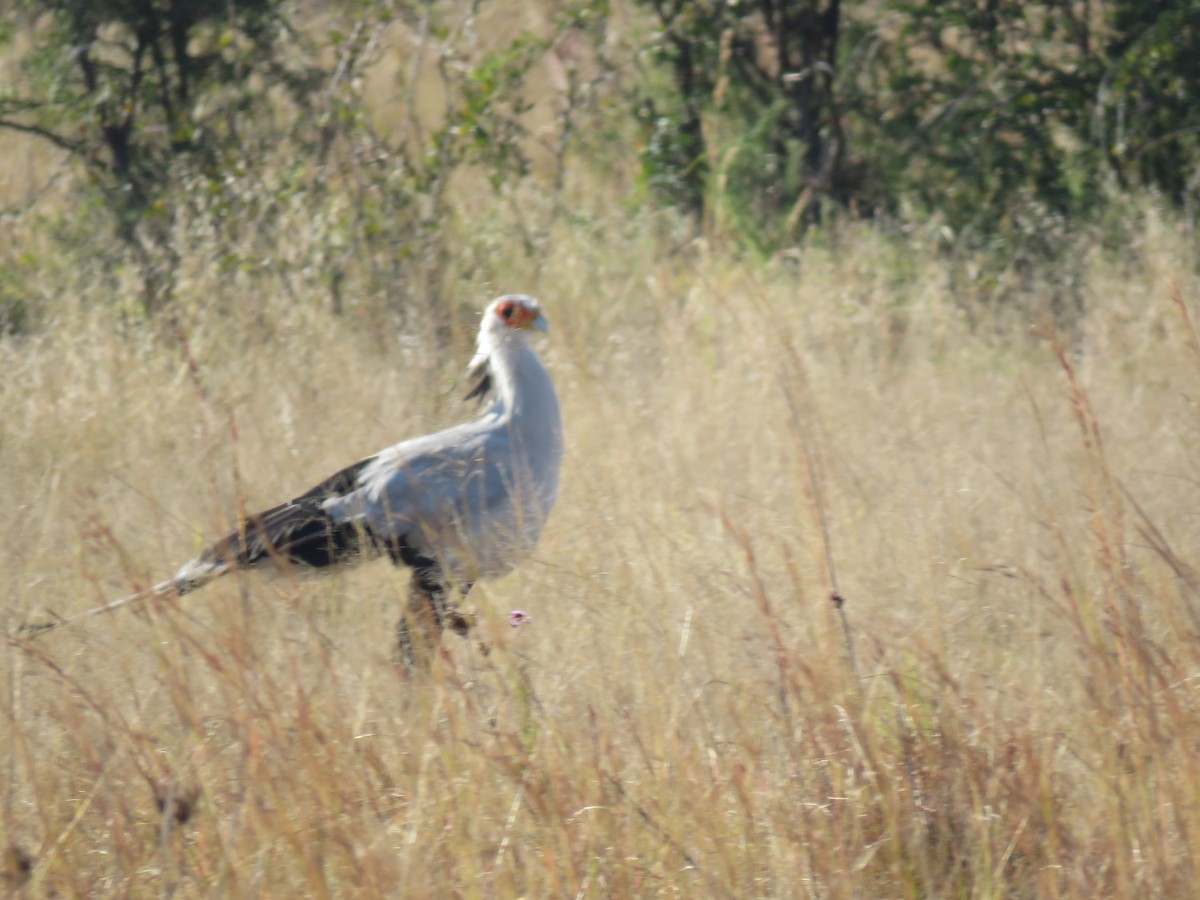 Secretarybird - Brad Arthur