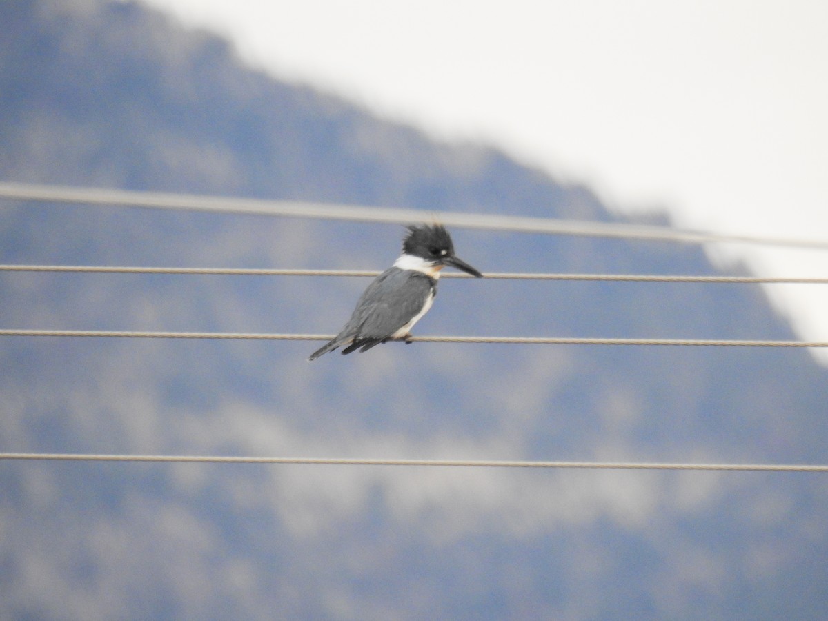 Belted Kingfisher - Vic Zerbi