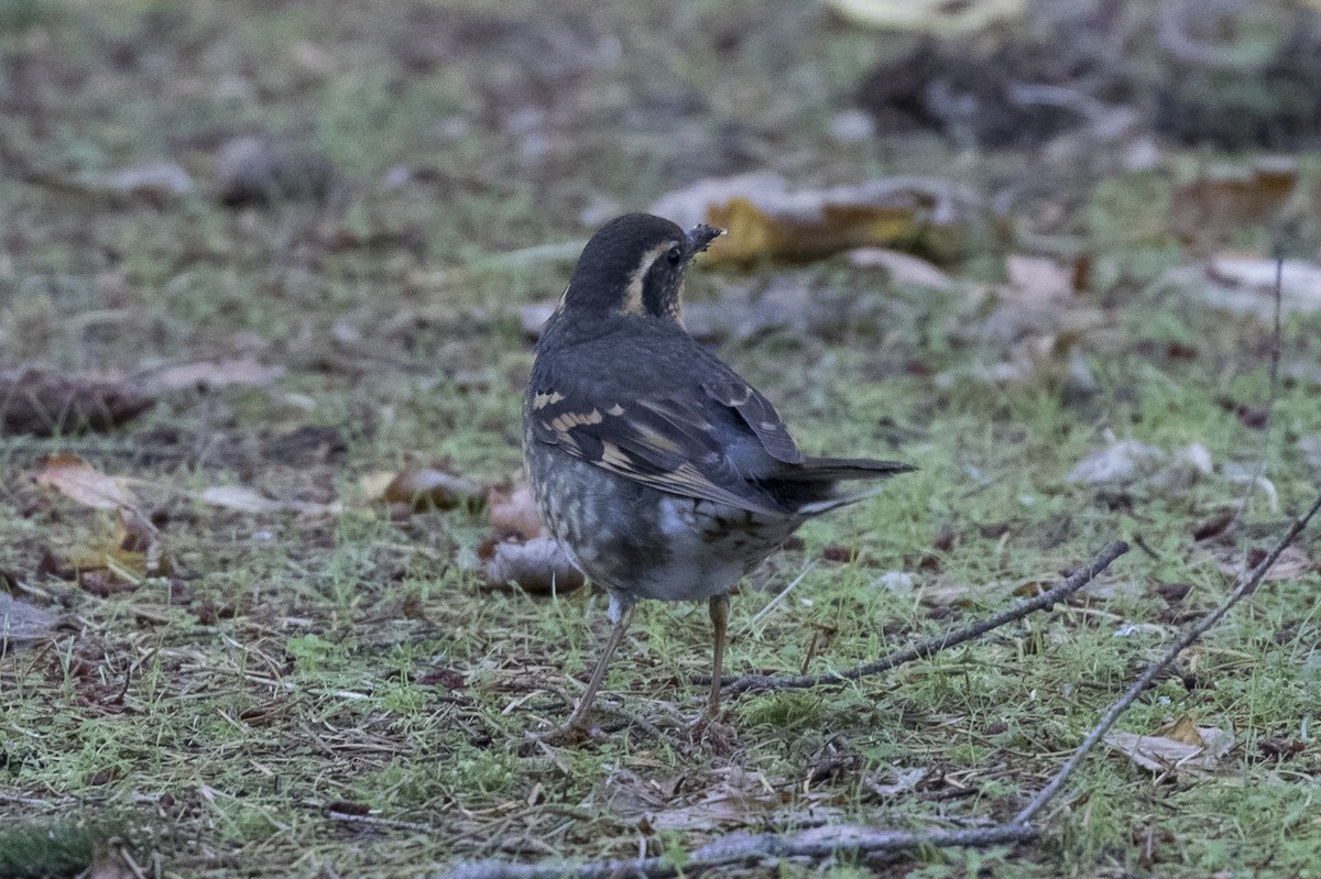 Varied Thrush - Anthony Gliozzo