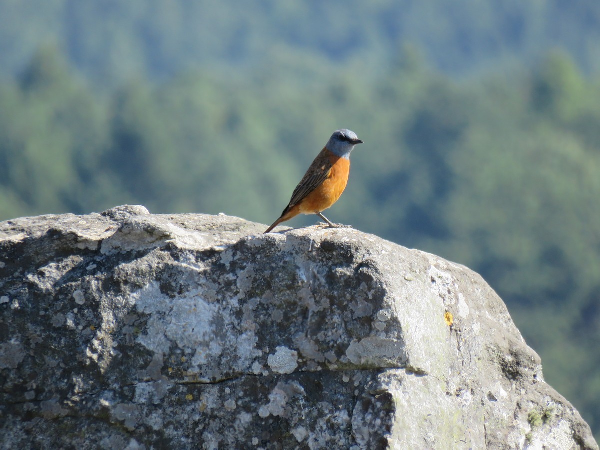 Cape Rock-Thrush - Brad Arthur