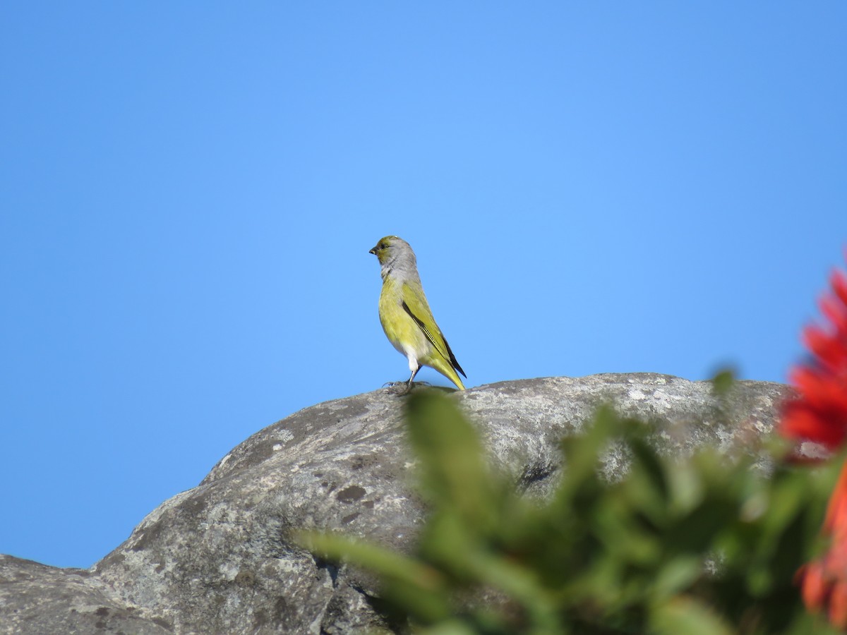 Cape Canary - ML38444111