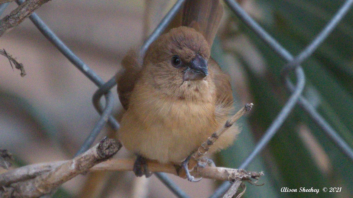 Scaly-breasted Munia - ML384441161