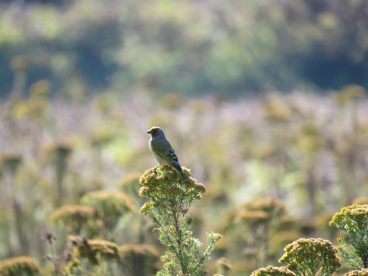 Cape Canary - ML38444141