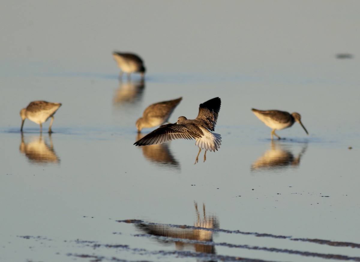 Stilt Sandpiper - ML384443451