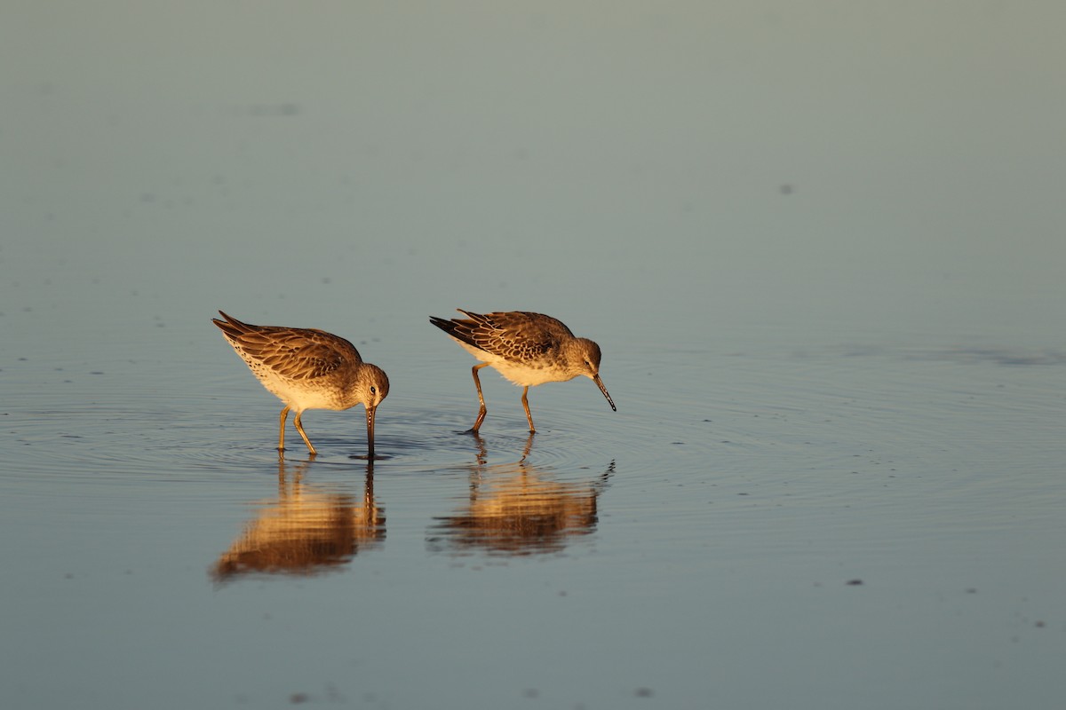 Stilt Sandpiper - ML384443491