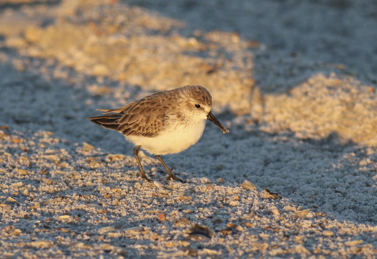 Western Sandpiper - Jamie Adams