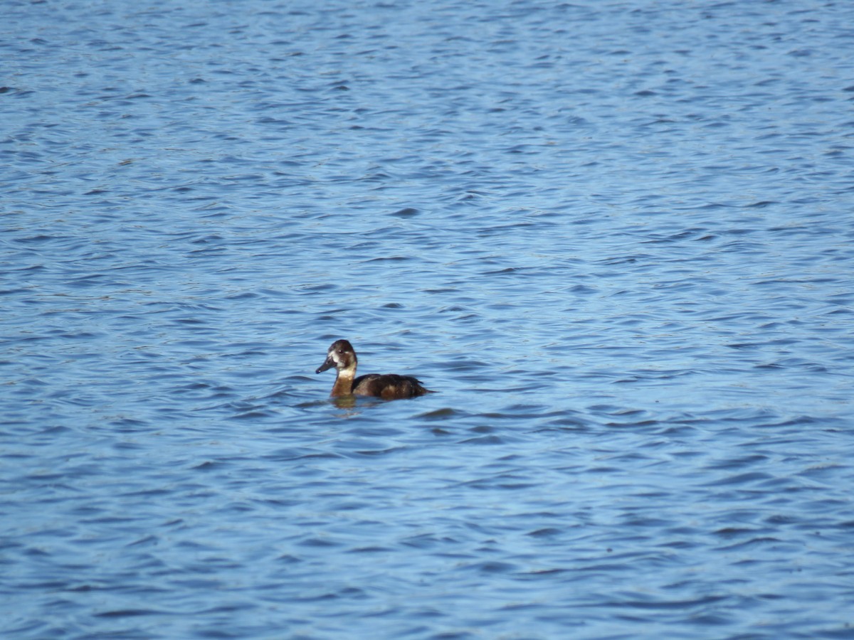 Southern Pochard - ML38444481