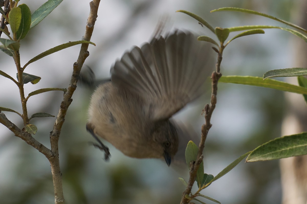 Bushtit - ML384446221