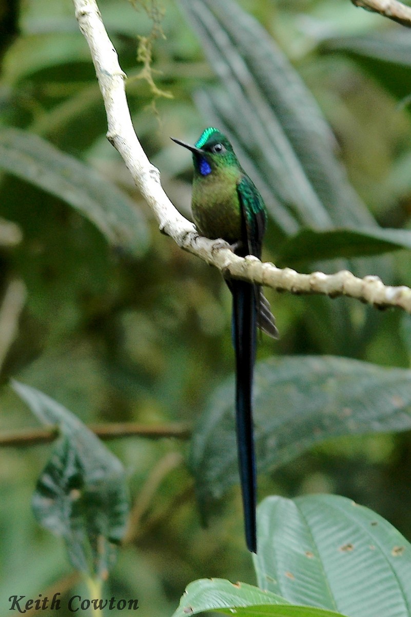 Violet-tailed Sylph - ML384447051
