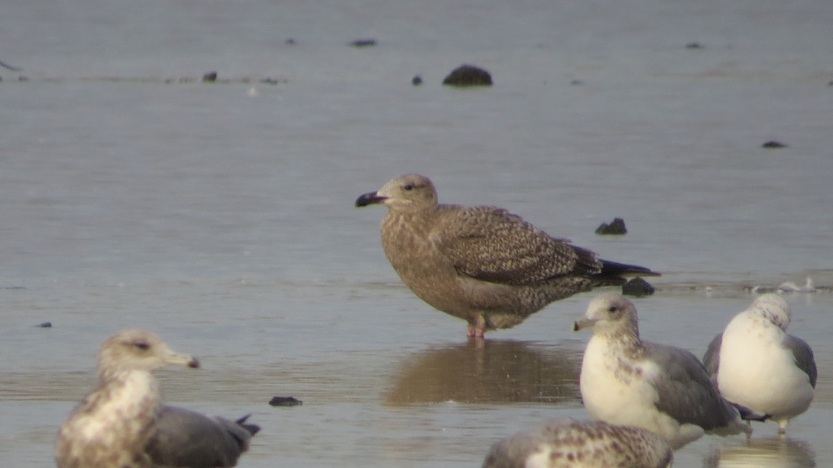 Herring Gull - ML38444841