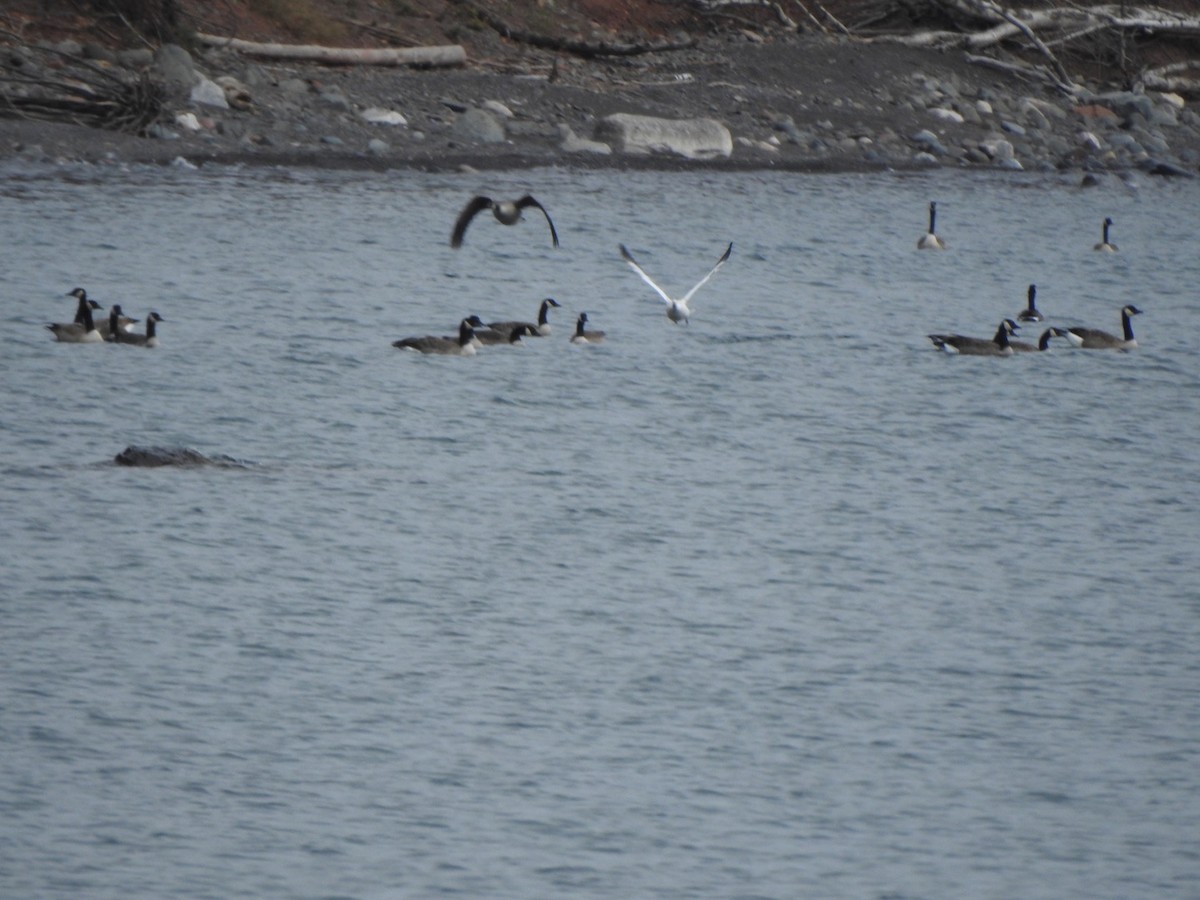 Ross's Goose - ML384448621